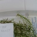 2-13Slender Water Weed big rock N end of lake